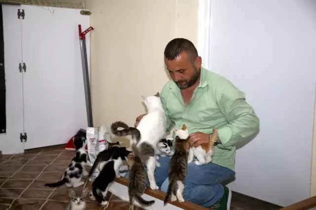 KASTAMONU - 'Kedi dostu' esnaf, deposunda can dostları için yuva kurdu