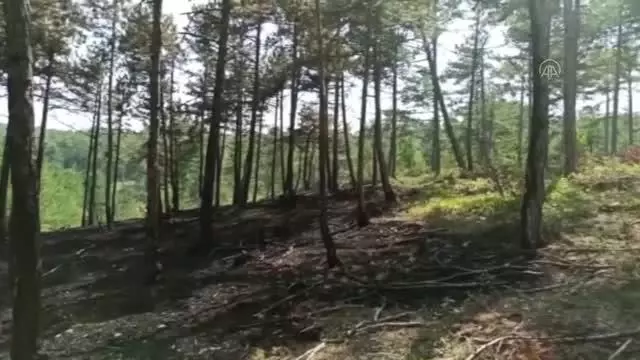 KASTAMONU - Ormanlık alanda çıkan yangında 3 dekar alan zarar gördü