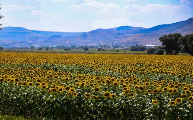 Kayseri'de 120 bin dekara çerezlik ayçiçeği ekildi
