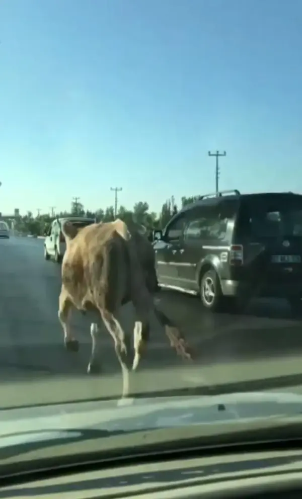 KESİM ALANINDAN KAÇAN İNEK, TRAFİĞİ BİRBİRİNE KATTI