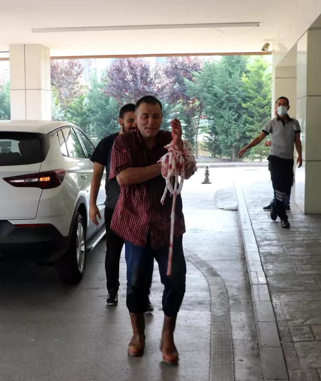 Kocaeli'de 'acemi kasaplar' hastanelik oldu