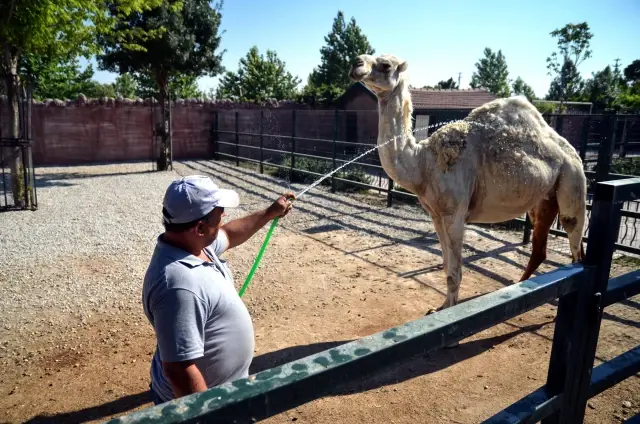 Sıcaktan bunalan hayvanlara buzlu et ve meyve kokteyli