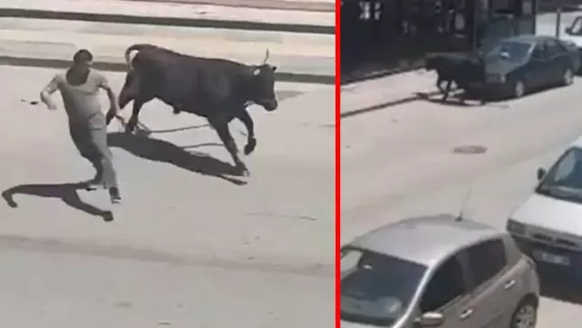Korku dolu anlar! Sahibinin elinden kaçan boğa ortalığı birbirine katıp kafeye girdi Korku dolu anlar! Sahibinin elinden kaçan boğa ortalığı birbirine katıp kafeye girdi