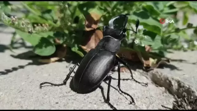 Koruma altındaki geyik böceği Manisa'da görüldü Koruma altındaki geyik böceği Manisa'da görüldü