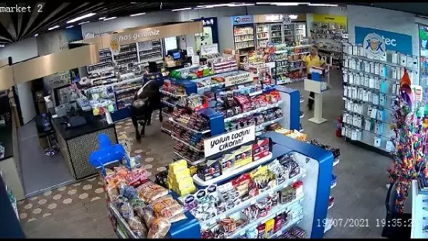 KÜÇÜKÇEKMECE'DE SAHİBİNİN ELİNDEN KAÇAN DANA MARKETE GİRDİ