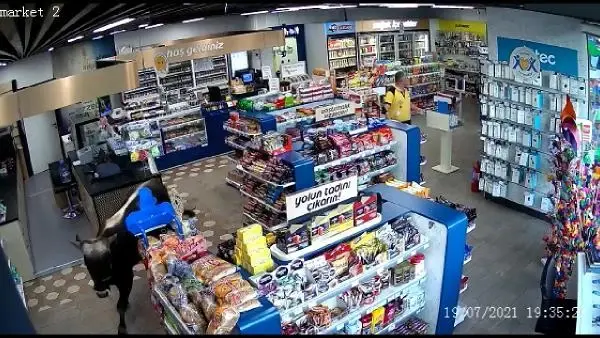 KÜÇÜKÇEKMECE'DE SAHİBİNİN ELİNDEN KAÇAN DANA MARKETE GİRDİ