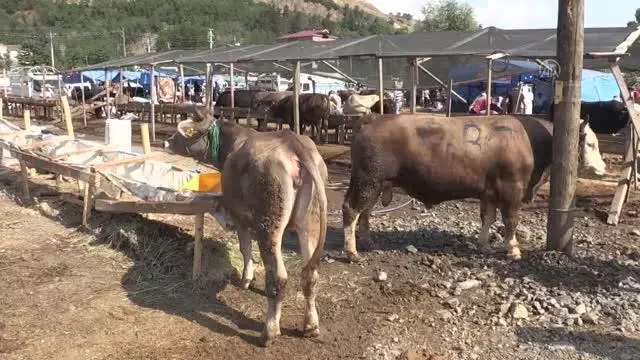 Kurban Bayramı'nın ilk gününde hayvan pazarında yoğunluk Kurban Bayramı'nın ilk gününde hayvan pazarında yoğunluk