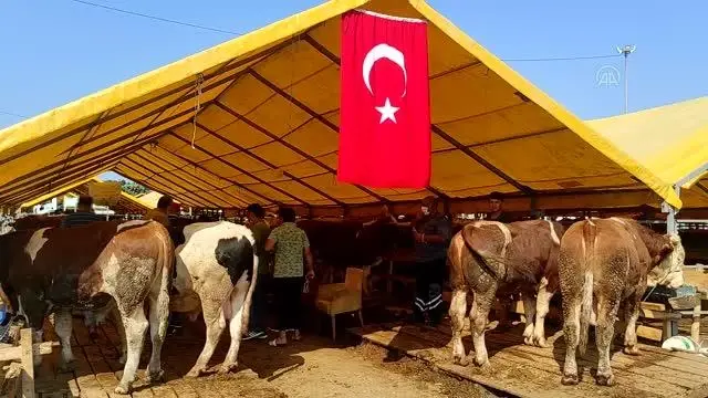 Kurban pazarları ve kesimhanelerde hareketlilik yaşanıyor Kurban pazarları ve kesimhanelerde hareketlilik yaşanıyor