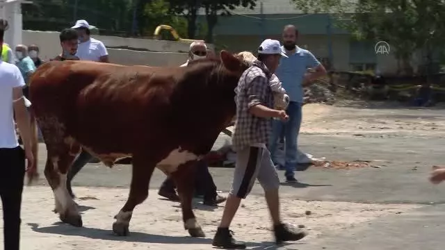 Kurban pazarları ve kesimhanelerdeki yoğunluk sürüyor