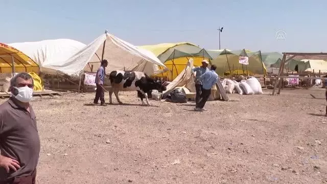 Kurban pazarlarında ve kesimhanelerde hareketlilik yaşanıyor