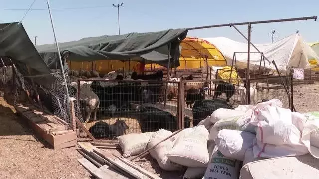 Kurban pazarlarında ve kesimhanelerde hareketlilik yaşanıyor