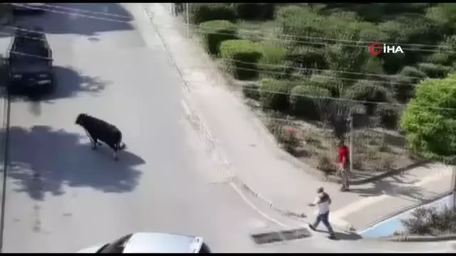 Kurbanlık dana kaçtı, onlar kovaladı Kurbanlık dana kaçtı, onlar kovaladı