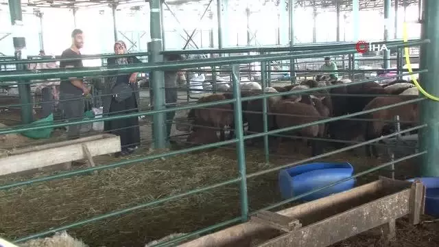 Kurbanlıklar elde kaldı, fiyatlar düştü Kurbanlıklar elde kaldı, fiyatlar düştü