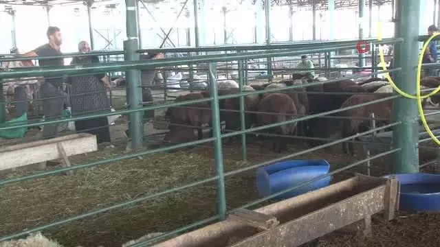 Kurbanlıklar elde kaldı, fiyatlar düştü