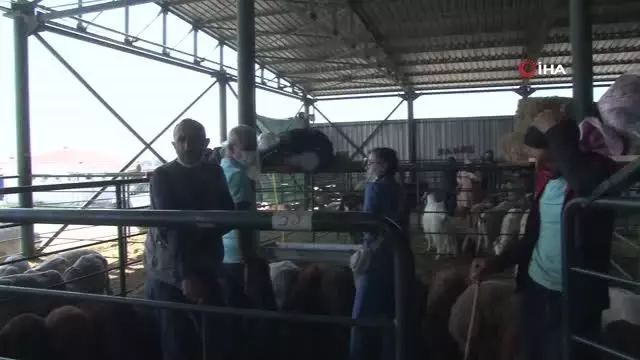 Kurbanlıklar elde kaldı, fiyatlar düştü