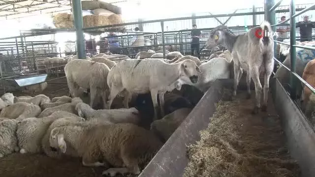 Kurbanlıklar elde kaldı, fiyatlar düştü