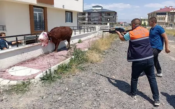 Kurbanlıklar kaçtı, sahipleri peşlerinden koştu