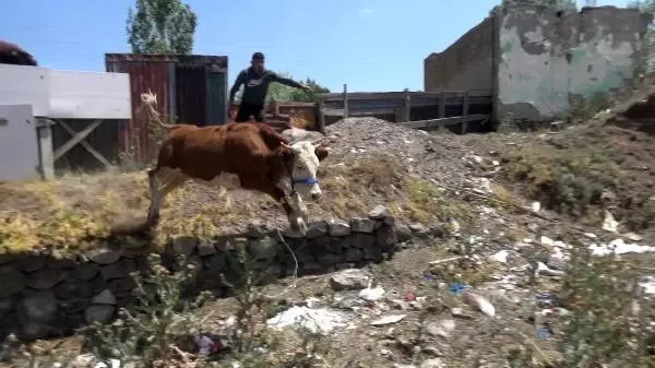 Kurbanlıklar kaçtı, sahipleri peşlerinden koştu Kurbanlıklar kaçtı, sahipleri peşlerinden koştu