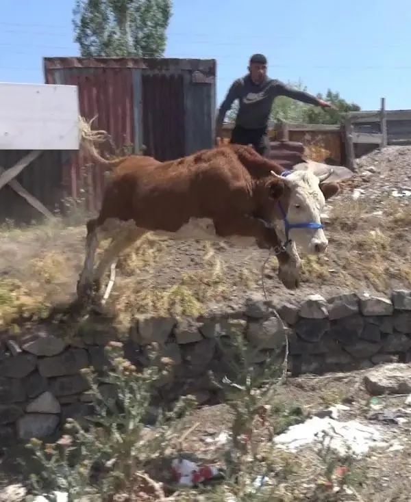 Kurbanlıklar kaçtı, sahipleri peşlerinden koştu