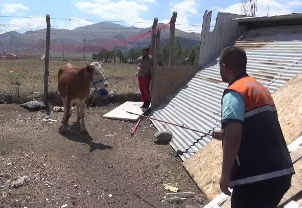 Kurbanlıklar kaçtı, sahipleri peşlerinden koştu