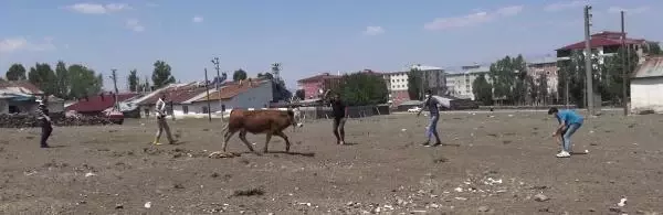 Kurbanlıklar kaçtı, sahipleri peşlerinden koştu