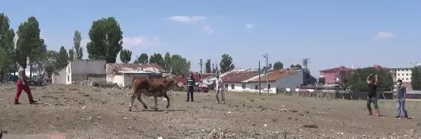 Kurbanlıklar kaçtı, sahipleri peşlerinden koştu