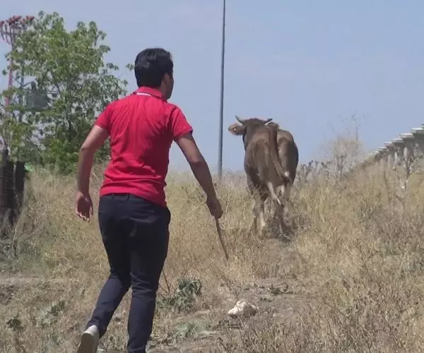 Kurbanlıklar kaçtı, sahipleri peşlerinden koştu