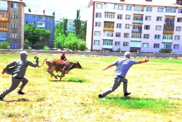 Kurbanlıklar kaçtı, sahipleri peşlerinden koştu
