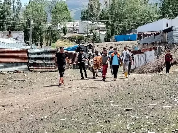 Kurbanlıklar kaçtı, sahipleri peşlerinden koştu