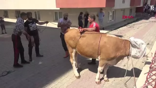 Kurbanlıklar kaçtı, sahipleri peşlerinden koştu