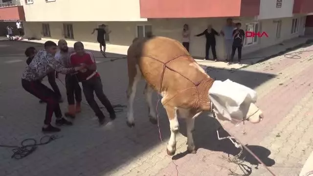 Kurbanlıklar kaçtı, sahipleri peşlerinden koştu