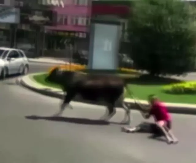 Kuyruğundan tuttuğu dananın peşinden sürüklendi Kuyruğundan tuttuğu dananın peşinden sürüklendi