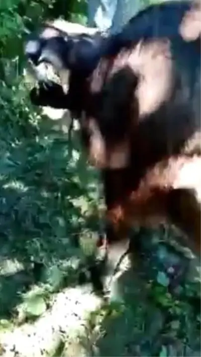 Manda sürüsüne ayı saldırdı Manda sürüsüne ayı saldırdı