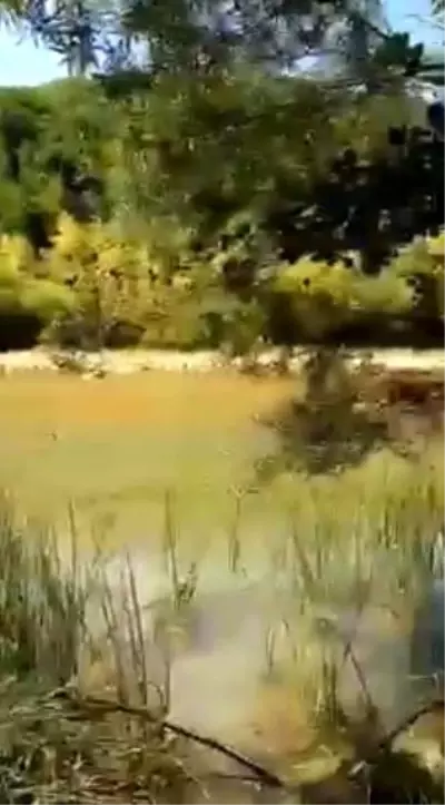 Manda sürüsüne ayı saldırdı