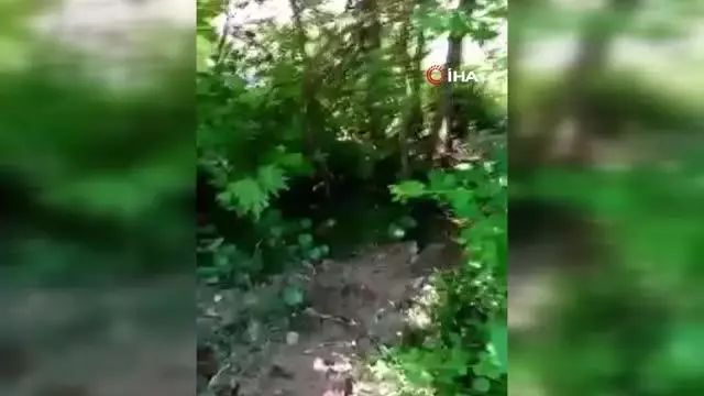 Manda sürüsüne ayı saldırdı