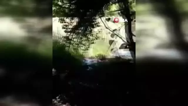 Manda sürüsüne ayı saldırdı