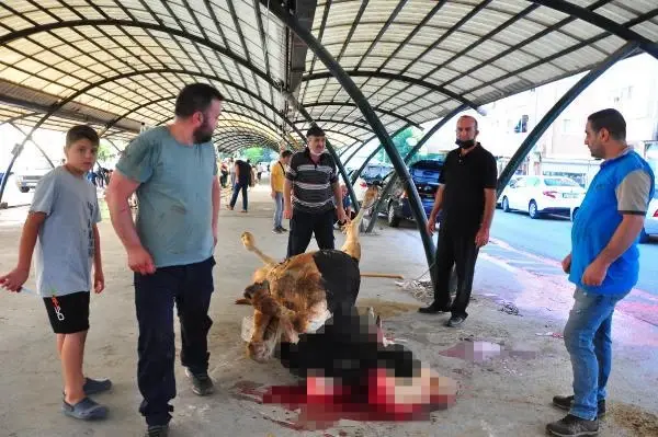 Manisa'da kurban manzaraları