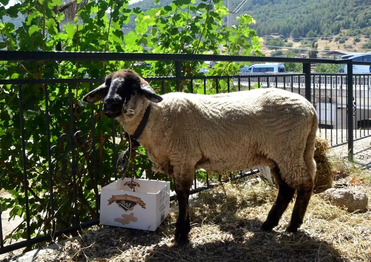Manisalı muhtar korona aşıları tam olan aileye kurbanlık verdi