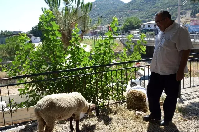 Manisalı muhtar korona aşıları tam olan aileye kurbanlık verdi