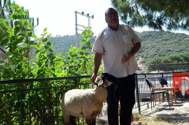 Manisalı muhtar korona aşıları tam olan aileye kurbanlık verdi