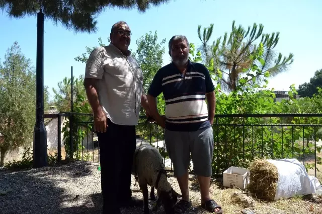 Manisalı muhtar korona aşıları tam olan aileye kurbanlık verdi