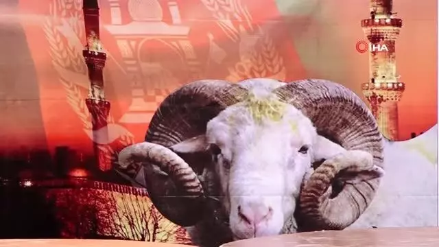 Mehmetçik, Afganistan'daki ihtiyaç sahibi 700 aileye kurban eti dağıttı