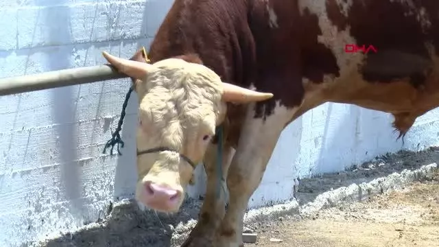 Modern Kurban Kesim Tesisi'nde koronavirüs tedbirleriyle kurbanlar kesildi Modern Kurban Kesim Tesisi'nde koronavirüs tedbirleriyle kurbanlar kesildi