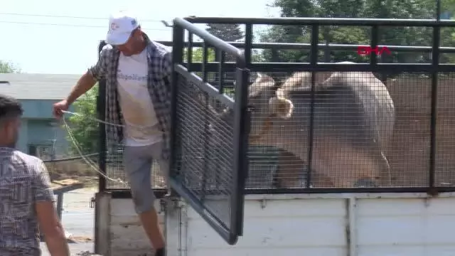 Modern Kurban Kesim Tesisi'nde koronavirüs tedbirleriyle kurbanlar kesildi