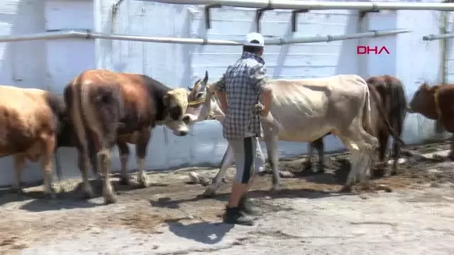 Modern Kurban Kesim Tesisi'nde koronavirüs tedbirleriyle kurbanlar kesildi