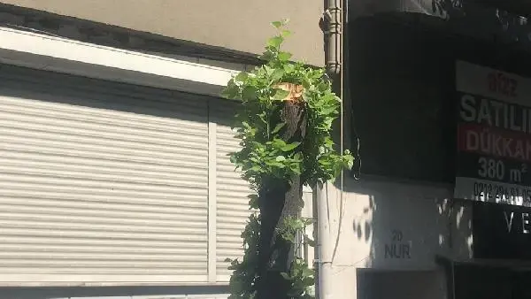 NİŞANTAŞI'NDA OYUNCUNUN OTOMOBİLİNİN ÜSTÜNE AĞAÇ DEVRİLDİ
