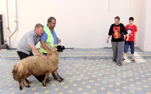 Öksüz ve yetimlere kurbanlık