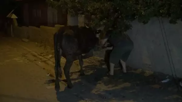 KIRIKKALE-PARK HALİNDEKİ OTOMOBİL YANDI, YAKINDAKİ KURBANLIKLAR SON ANDA KURTARILDI