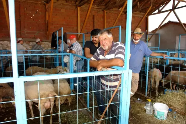 Pazaryeri'nde küçükbaş kurbanlıklar elde kaldı