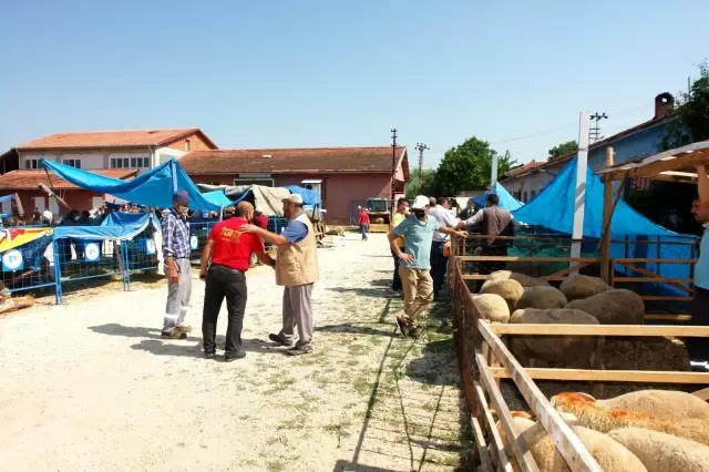 Pazaryeri'nde küçükbaş kurbanlıklar elde kaldı